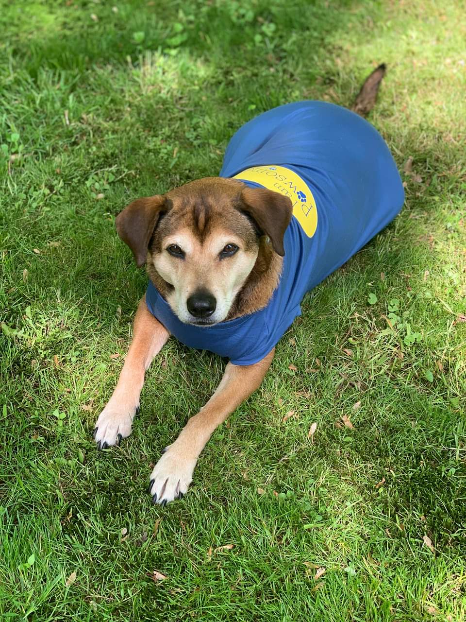 I am Pawsome - Pet Tee